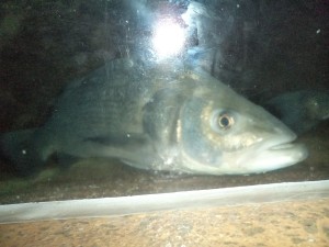 DSC07666